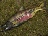 A Chum Salmon