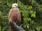 Black-Collared Hawk, Busarellus Nigricollis, Perched on a Tree Limb