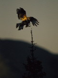 A Rough-Legged Hawk Comes in for a Landing on the Spire of a Tree, Ivvavik, Yukon