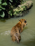 A Captive Sumatran Tiger, Panthera Tigris Sumatrae, in a Water Pond