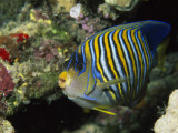 Buy A Side View of a Regal Angelfish, Pygoplites Diacanthus at AllPosters.com