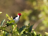 Yellow-Billed Cardinal, Paroaria Capitata, Perched in a Tree