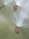 Close Up of Milkweed Seeds Shot Near Cook's Meadow in Yosemite Valley