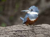 Ringed Kingfisher, Ceryle Torquata, Perched on a Tree Branch
