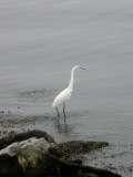 An Egret Wading Along the Water's Edge