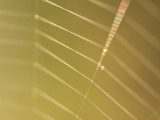 Backlit View of Part of a Spider Web