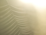 Backlit View of Part of a Spider Web