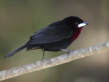 Male Silver-Beaked Tanager, Ramphocelus Carbo, Perched on Branch
