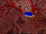 A Damselfish Swimming Near a Red Gorgonian Coral