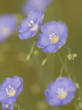 Wildflowers Bloom in the Little Missouri National Grasslands