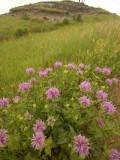 Wild Bergamot Flowers Grow in Little Missouri National Grasslands