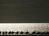 Vacationers Enjoy a Horseback Ride Along the Shore at Deauville
