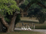 A Gaggle of Geese