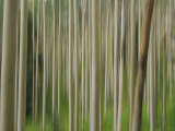 Soft Focus View of an Aspen Tree Forest