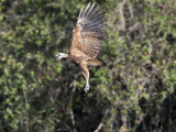 Black-Collared Hawk, Busarellus Nigricollis, Flying and Vocalizing