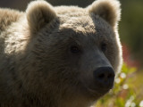A Brown Bear in Sun and Shadow