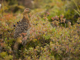 A Ptarmigan in the Tundra of Kronotsky Nature Reserve