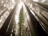 Buy Coast Redwood Trees, Sequoia Sempervirens, in Fog at AllPosters.com