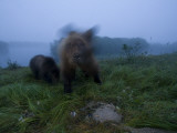 A Brown Bear with Her Cub in the Kronotsky Nature Reserve