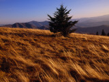 A Lone Spruce Tree Among Sedges at Sunset