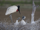 Jabiru Stork, Jabiru Mycteria, and Young in their Nest