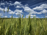 Wheat Fields in the Palouse's Rich Agricultural Soil