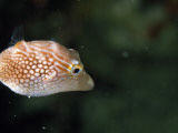 The Toby, Canthigaster Species, a Puffer, Can Inflate for Defense