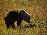 A Brown Bear in the Tundra of Kronotsky Nature Reserve