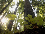 Redwood Sorrel Plants, Oxalis Oregana, in the Forest