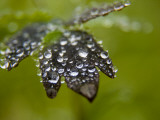 Buy Dew Covered Leaves in the Kronotsky Nature Reserve at AllPosters.com