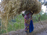 An African Woman Carrying a Large Bundle of Grasses on Her Head