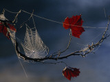 A Orb-Weaving Spider's Web on a Sycamore Tree Branch