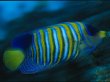Buy A Regal Angelfish Swimming in Blue Water at AllPosters.com
