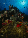 Buy Orange-Fin Anemonefish and Anthias Swimming over a Colorful Reef at AllPosters.com