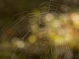 Backlit View of Part of a Spider Web