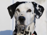 Portrait of a Dalmation Dog