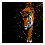 Walking Tiger