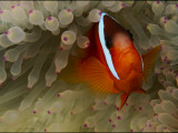 Buy A Tomato Clownfish Amid the Stinging Tentacles of a Sea Anemone at AllPosters.com