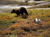 A Brown Bear Being Chased by a Dog in Kronotsky Nature Reserve