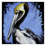 Brown Pelican