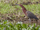 Rufescent Tiger-Heron, Tigrisoma Lineatum, Standing in Aquatic Plants