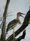A Marabou Stork in the Okavango Delta Area of Botswana