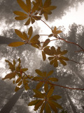 Buy Pacific Rhododendron Leaves, Rhododendron Macrophyllum at AllPosters.com