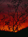Silhouetted Tree and Blazing Sky at Sunset over Blue Ridge Mountains