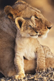 Buy Lioness & Cub at AllPosters.com