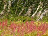 Birch Trees and Flowering Tundra Plants in Kronotsky Nature Reserve