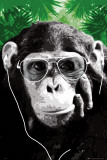 MONKEY - Shades