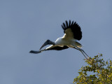 Wood Stork, Mycteria Americana, Leaping into Flight from a Tree