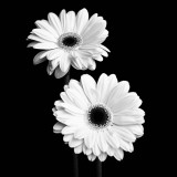 Buy Gerbera Portrait I at AllPosters.com
