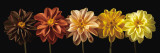 Floral Salute